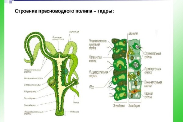 Kraken site